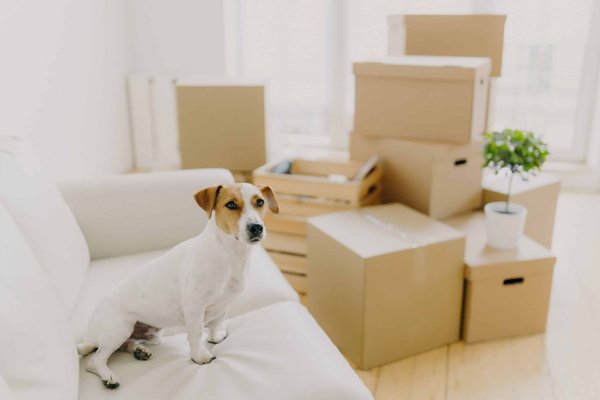 How to Create a Cozy and Safe Sleeping Area for Arthritic Pets?